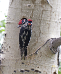 Red naped Sapsuckers 3511